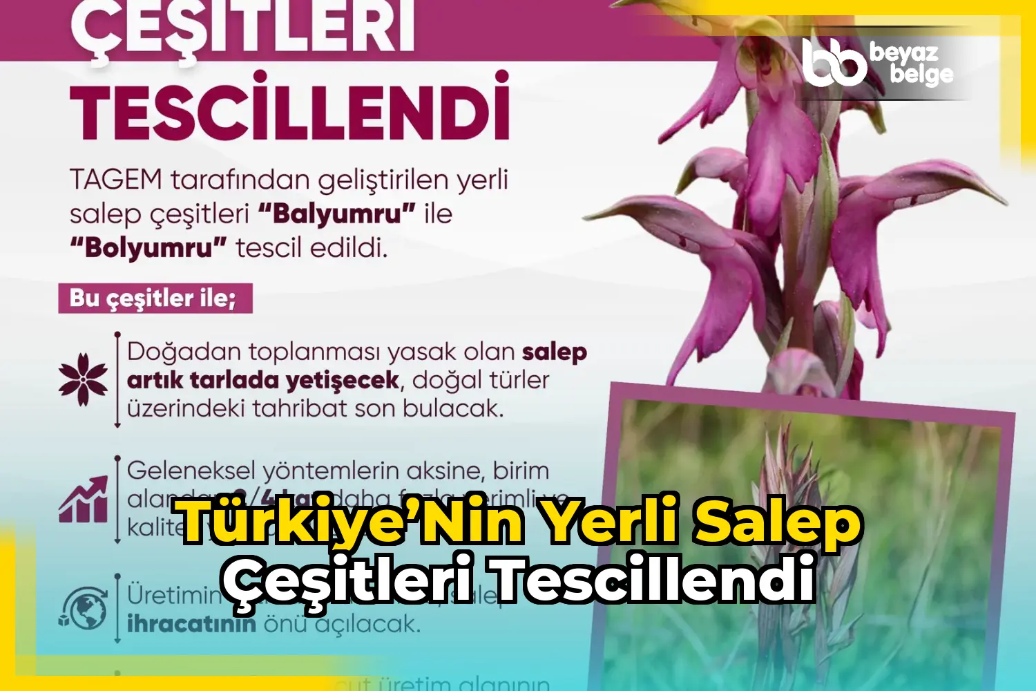 Türkiye’nin yerli salep çeşitleri tescillendi
