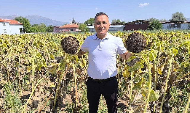 Dinar'da Ayçiçeği Hasadı Başladı: 2000 Ton Üretim Hedefleniyor