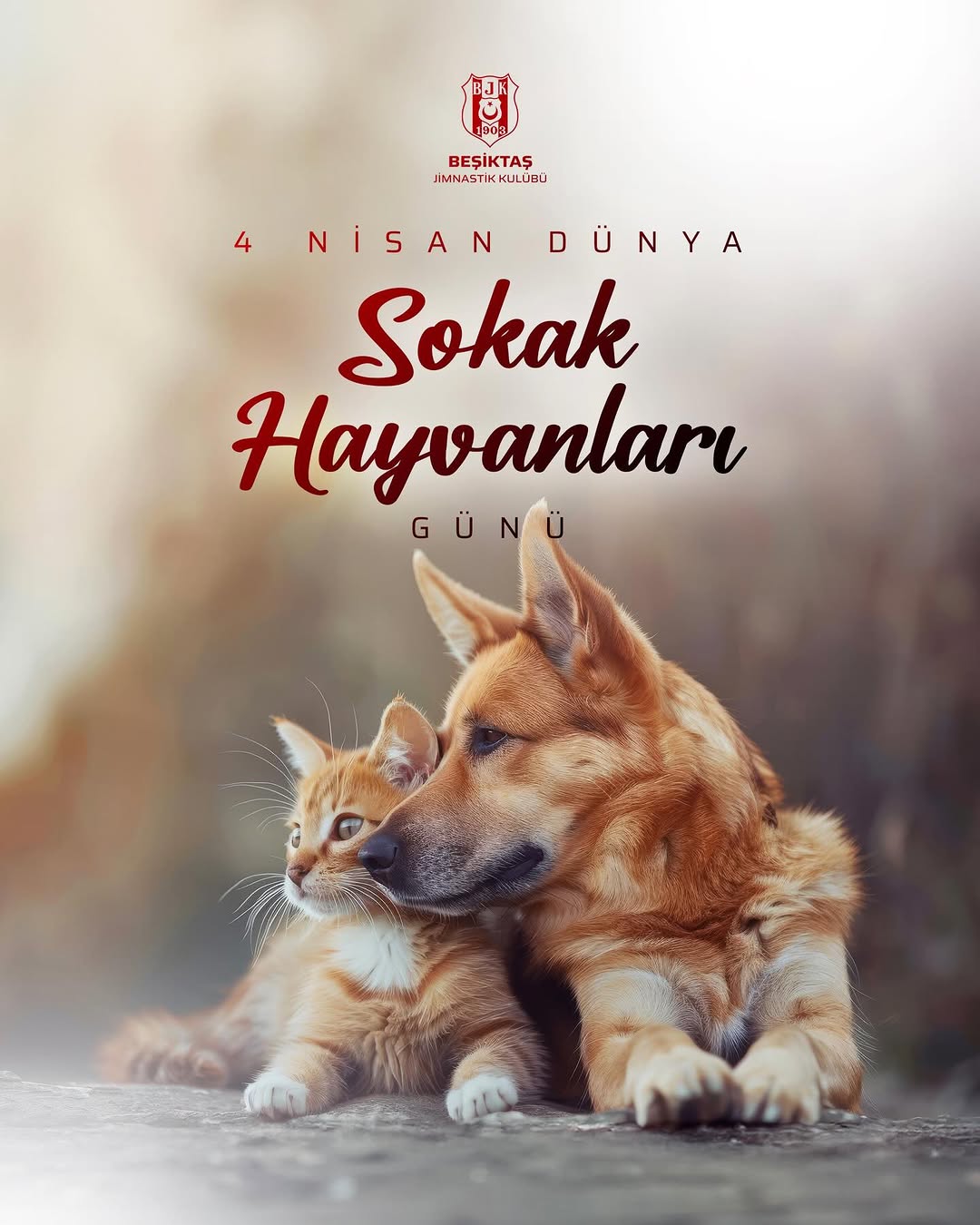 Sokak Hayvanları İçin Hassasiyetin Artması Bekleniyor