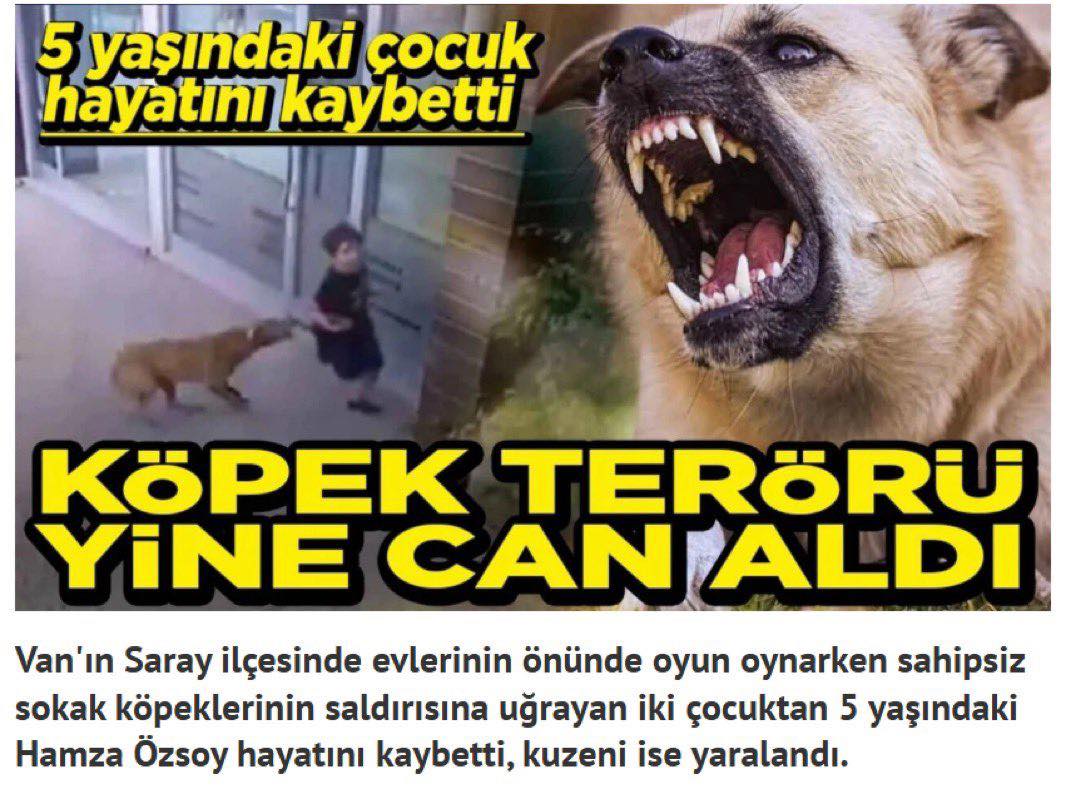 Başıboş Köpek Terörü: Bir Çocuğun Hayatını Kaybetmesine Sebep Oldu