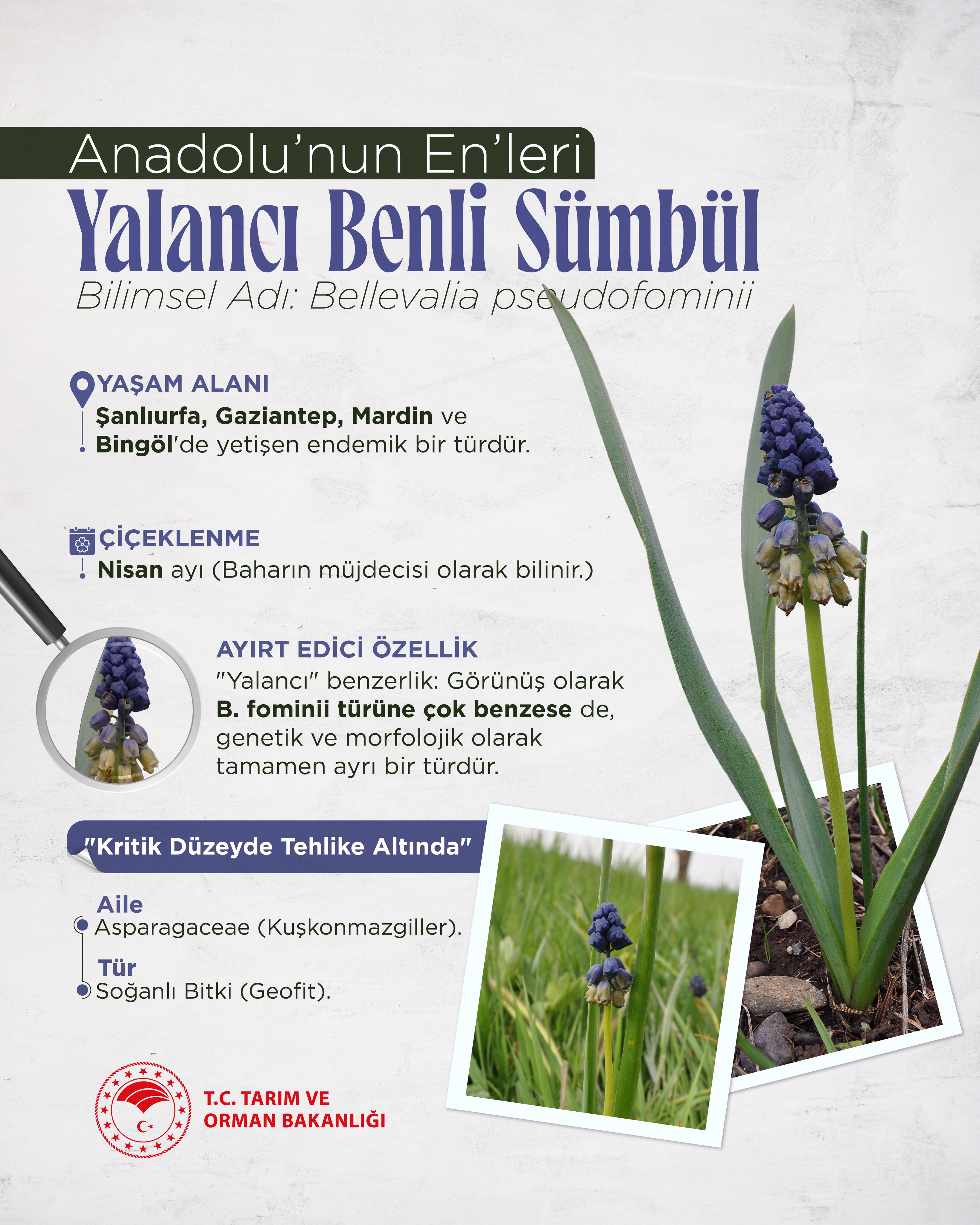 Yalancı Benli Sümbül, Anadolu'nun Endemik Türü