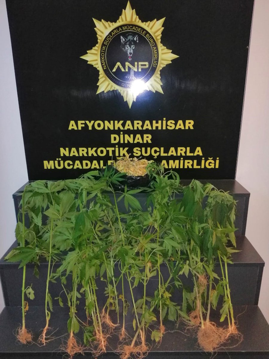 Afyonkarahisar'da Uyuşturucu Operasyonu: 37 Kök Hint Keneviri Ele Geçirildi