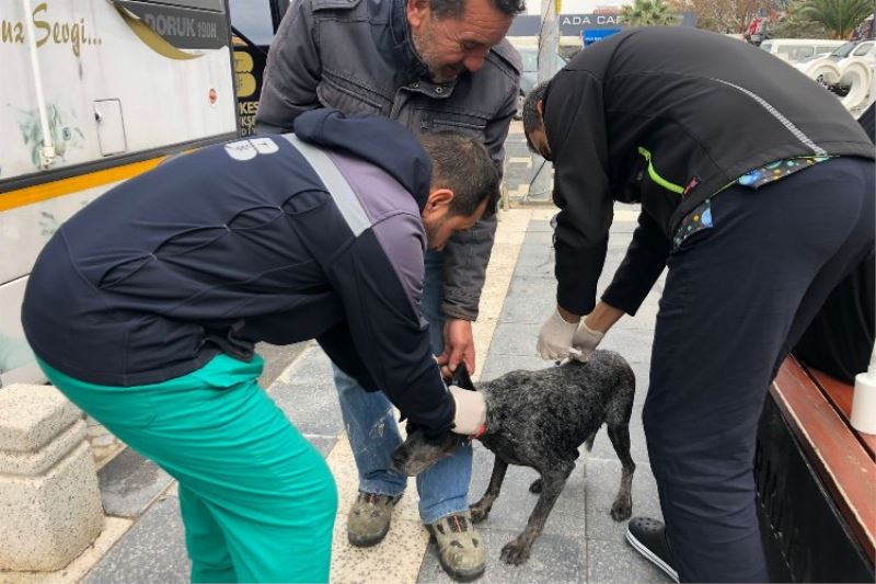 VETBÜS can dostların imdadına koşuyor